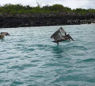 Jagt auf Fisch vor Isla Lobos