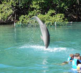 Dolphin Discovery Tortola