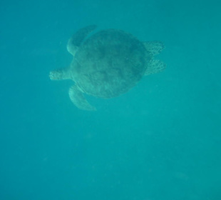 Schildkröte in Abu Dabab