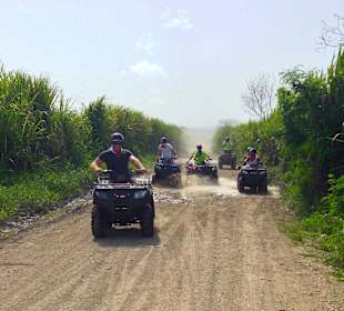 Durch Zuckerrohr-Felder 