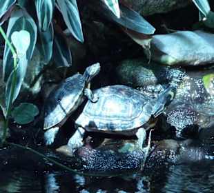 Wasserschildkröten