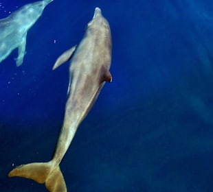 Delfine