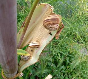 Wandern Georgioupolis