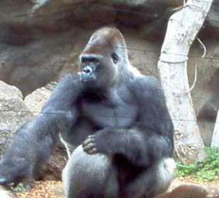 Gorilla 