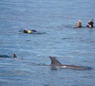 Schwimmen zusammen mit den Delfinen 