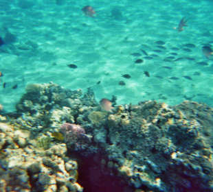 Schnorcheln bei Hurghada