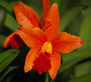 Farma orchidei
