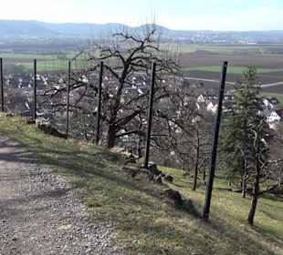 Naturschutzgebiet Hirschauer Berg