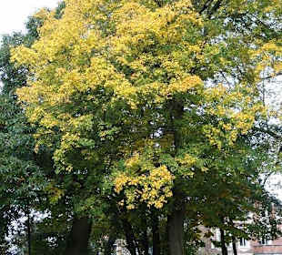 Schlosspark in Husum 