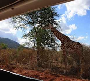Giraffe beim Frühstück  - LadyM Safaris