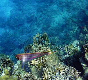 Schnorcheln am Hausriff am Hotel Holiday Beach Resort