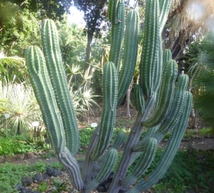 Botanischer Garten Puerto de la Cruz