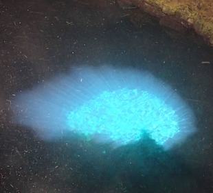 Das magische "blaue Auge"