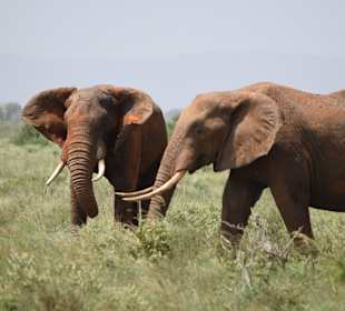 Elefanten im Tsavo East