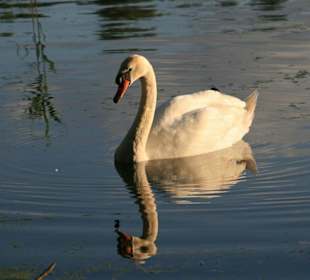 Wasserspiegelung
