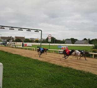 Windhundrennen Tralee