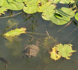 See mit Schildkröte