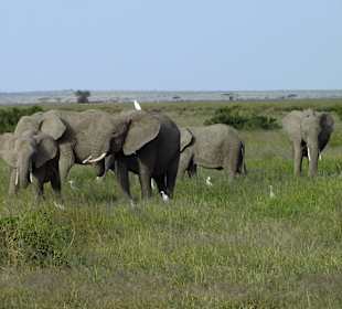 Tiere bei der Safari