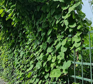 Laubengang
