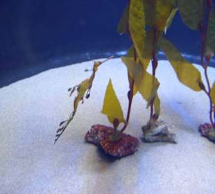 Aquariun Playa de Palma