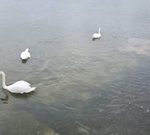 Schwäne im Naturschutz