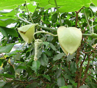 Bei den Kannenpflanzen