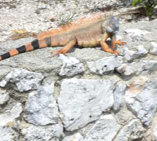 Besser als ein Wachhund, da trau sich keiner durch