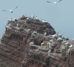 Beim Lummenfelsen auf Helgoland
