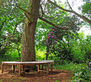 Überall Sitzmöglichkeiten umgeben don Rhododendron