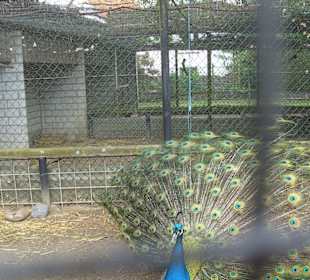 Tierpark Vogelhäusel Rauenberg