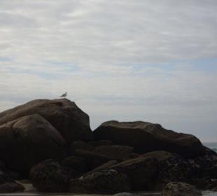 Gaviota en la playa de la lanzada