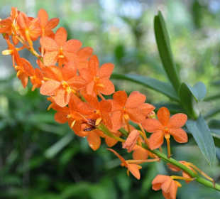 Orchideen Garten 