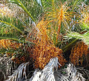 Spaziergang über die Strandpromenade Argelès-Plage