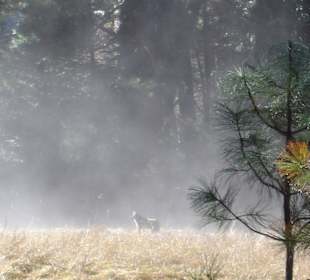 Wolf im Nebel