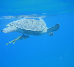 Eine von vielen Schildkröten in unserer Bucht