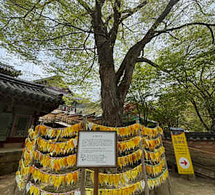 Gayasan-Nationalpark