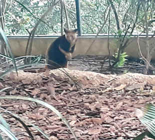 Singapur Zoo