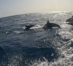 Delfin Tour Marsa Alam