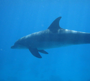 Delfin