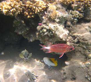 Noch mehr Fische, direkt am Hotelstrand.