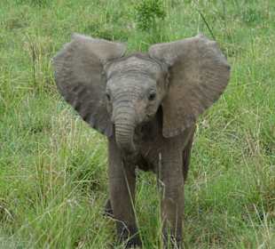 "Ich bin hier der Chef"