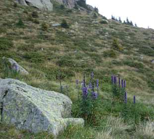 Blauer Eisenhut unterhalb der Hochwart