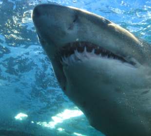 Der Hai
