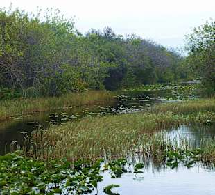 Everglades