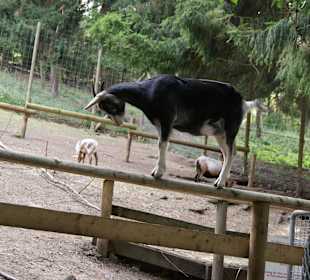 Wild- und Freizeitpark Willingen