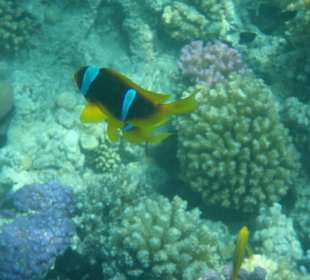 ,,Nemo " bewacht seine Anemone 