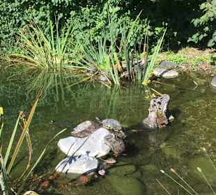 Schildkrötenteich
