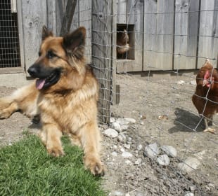 Hofhund Lina passt auf die Hühner auf