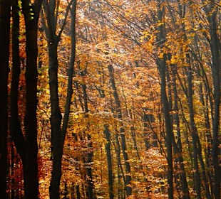 Blick auf den Wienerwald