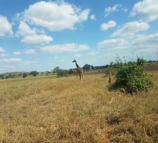 Isaac MK Safari/Isaac Mwachai